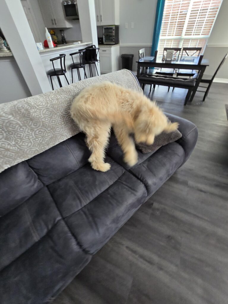Doodle enjoying luxury in-home boarding stay near Southlake and Keller Texas