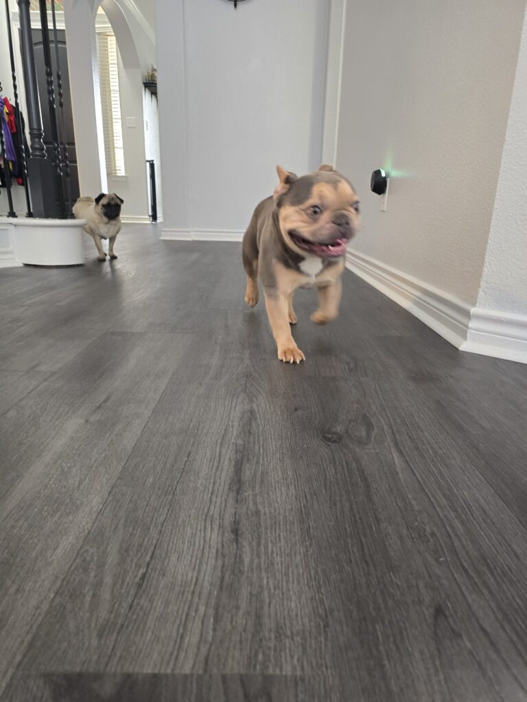Bulldog relaxing during overnight dog boarding stay near Roanoke and Keller Texas
