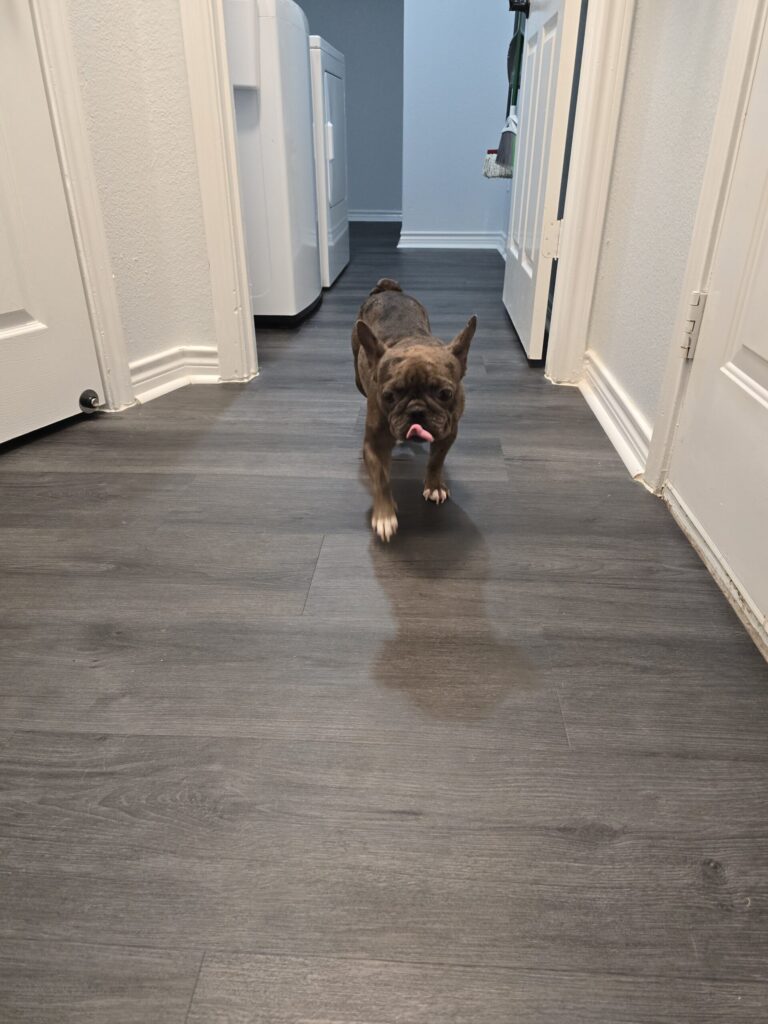 French bulldog relaxing during overnight dog boarding in Keller and Westlake Texas