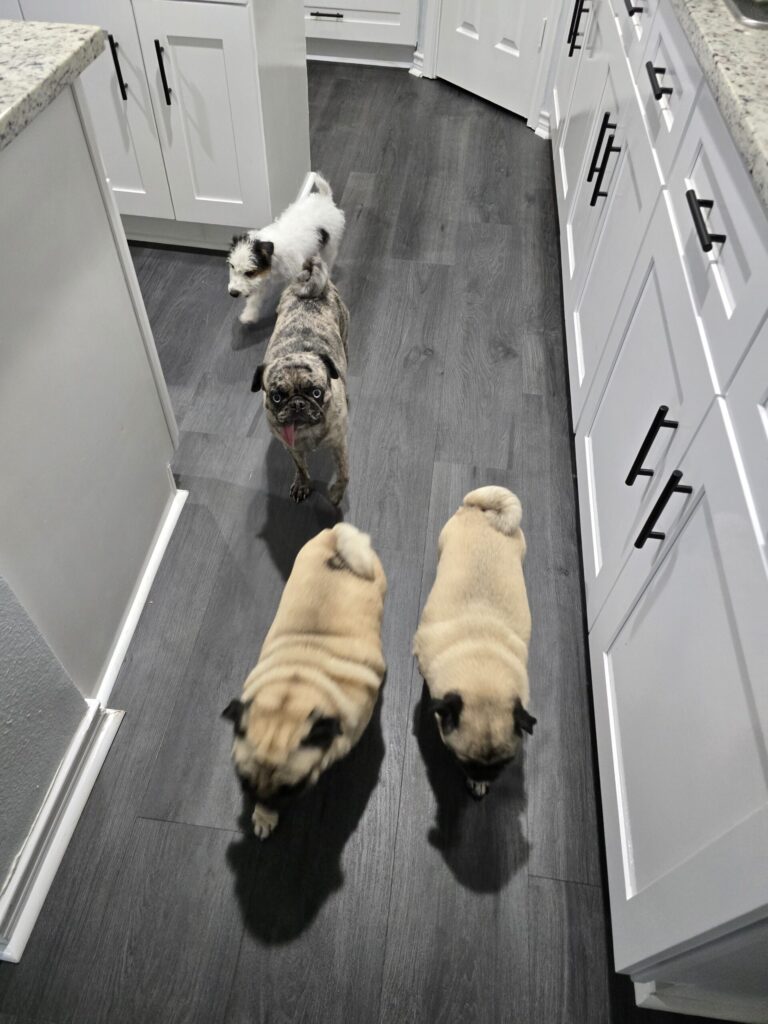Pancake the pug relaxing inside Keller Dog Boarding in North Fort Worth Texas