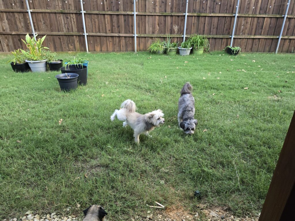 Small dog enjoying luxury in-home dog boarding at Keller Dog Boarding near Southlake and North Fort Worth Texas