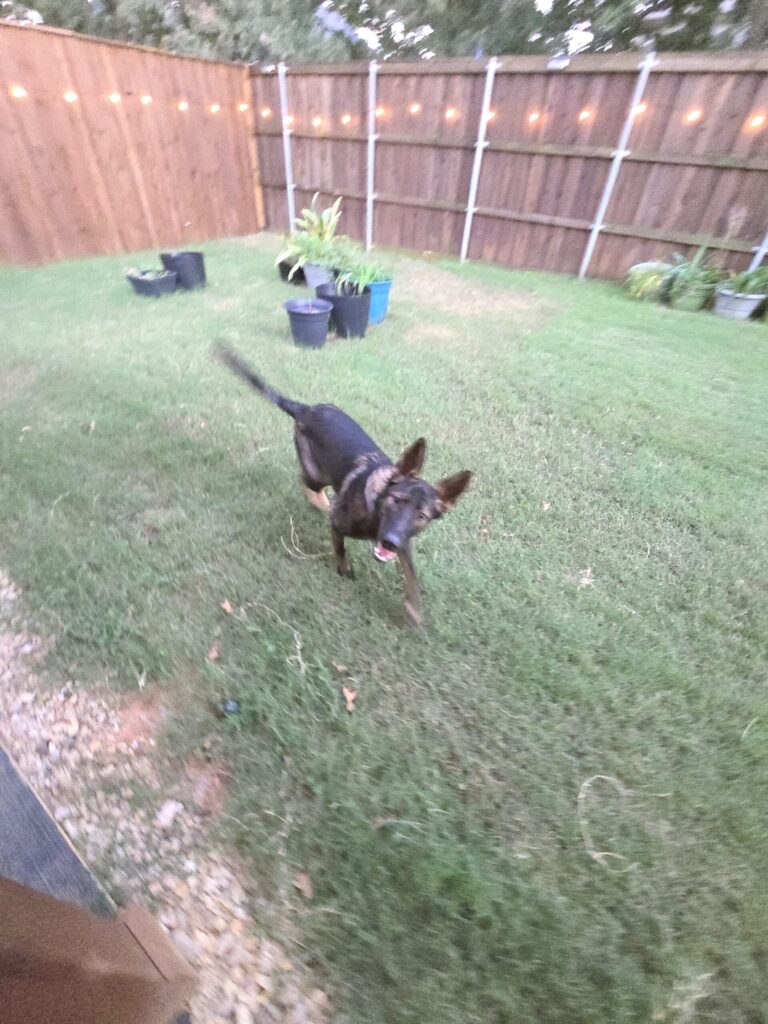German Shepherd staying in structured home-style boarding environment in Keller TX