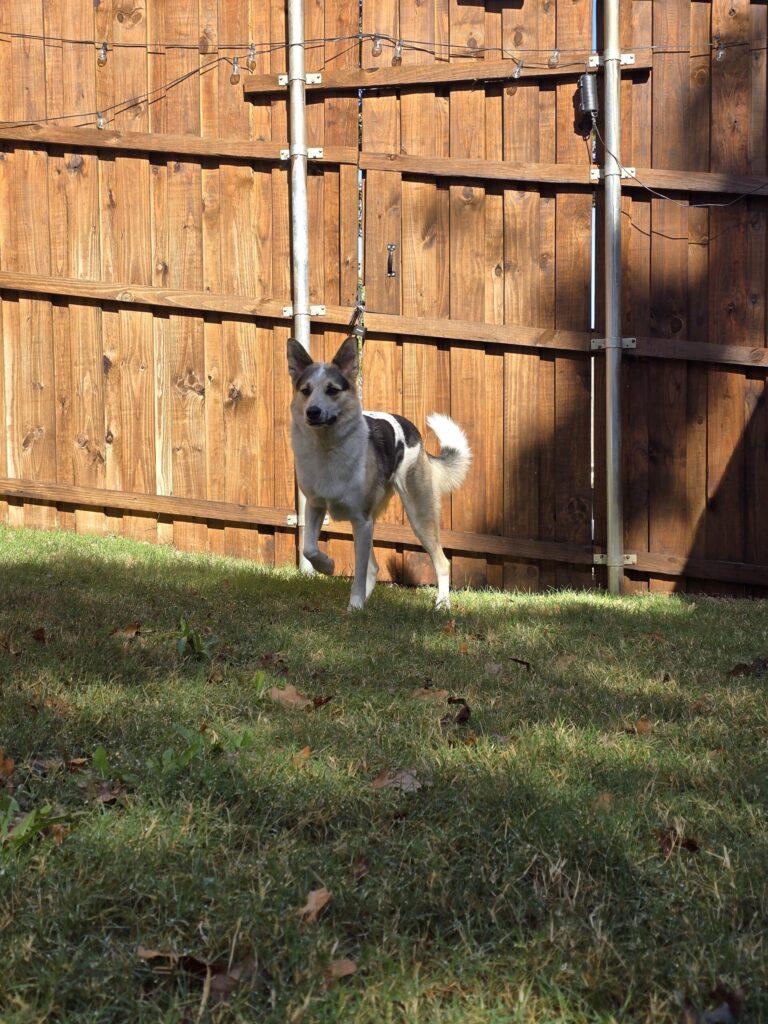 Supervised backyard playtime for overnight boarding dogs near Roanoke and Keller TX