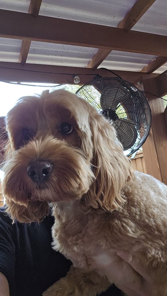Large doodle breed enjoying overnight boarding and supervised care near Westlake Texas