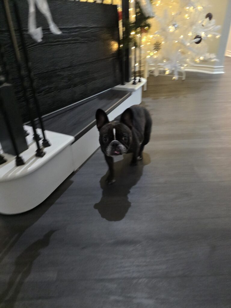 French bulldog enjoying personalized overnight dog boarding near Grapevine and Keller Texas