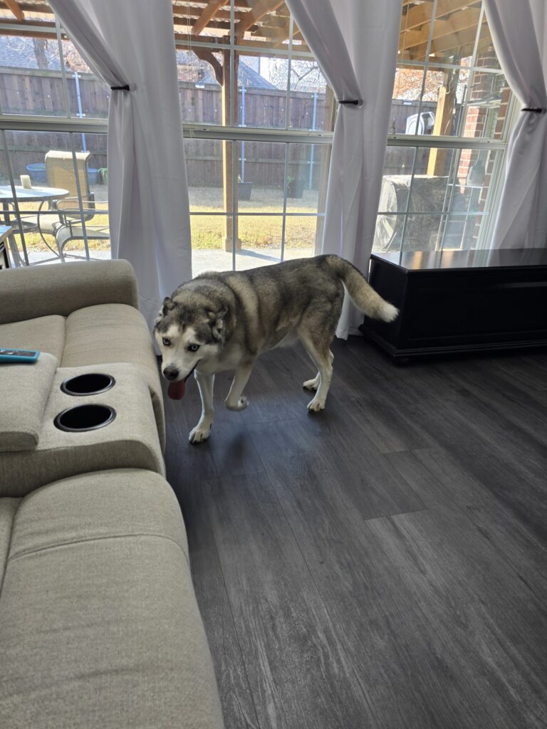 Husky staying at structured in-home dog boarding near North Fort Worth and Keller Texas