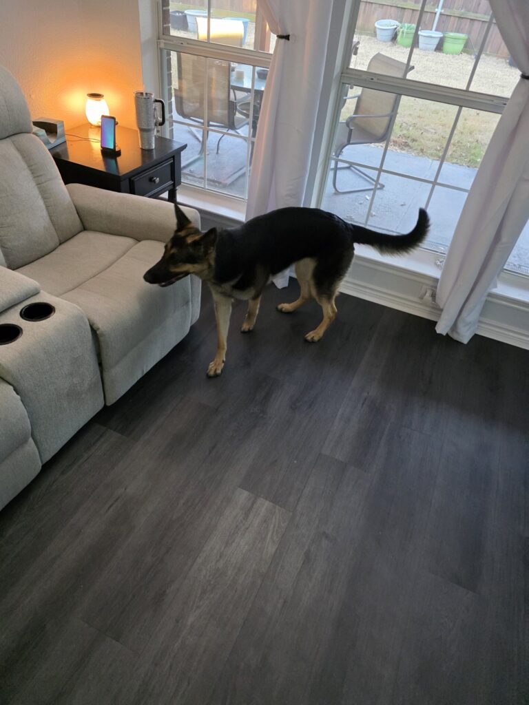 German Shepherd enjoying structured boarding environment near Roanoke and Keller TX