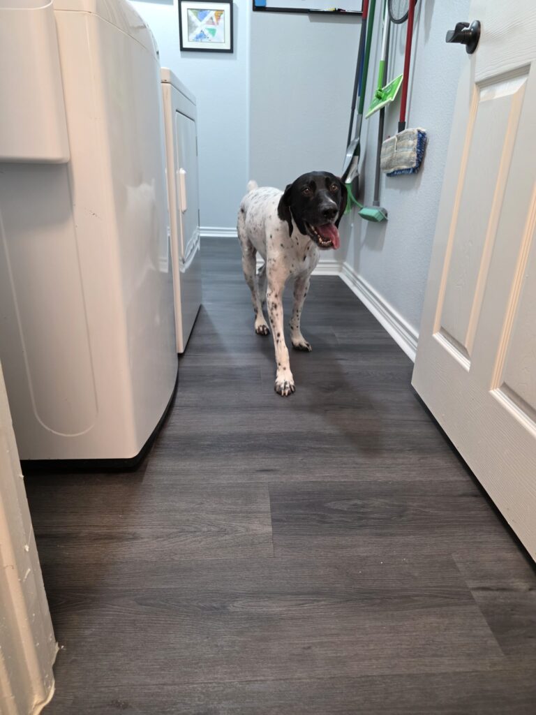 German Shorthaired Pointer staying at structured overnight dog boarding in Keller TX