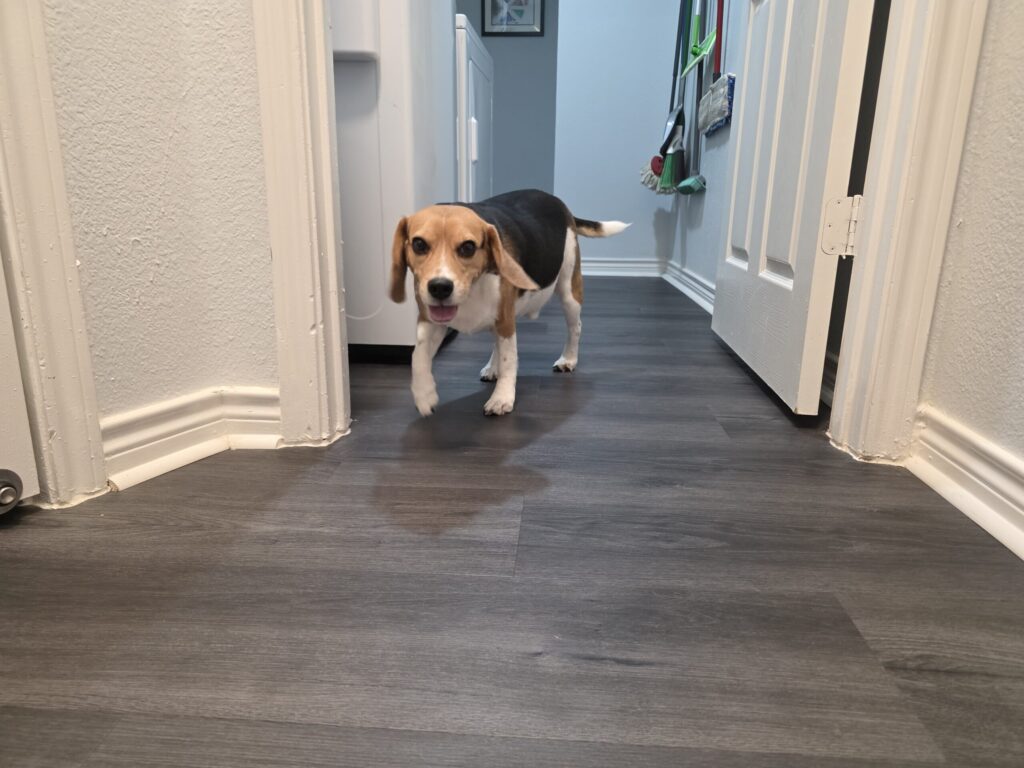 Happy beagle enjoying overnight in-home dog boarding near Keller and North Fort Worth Texas