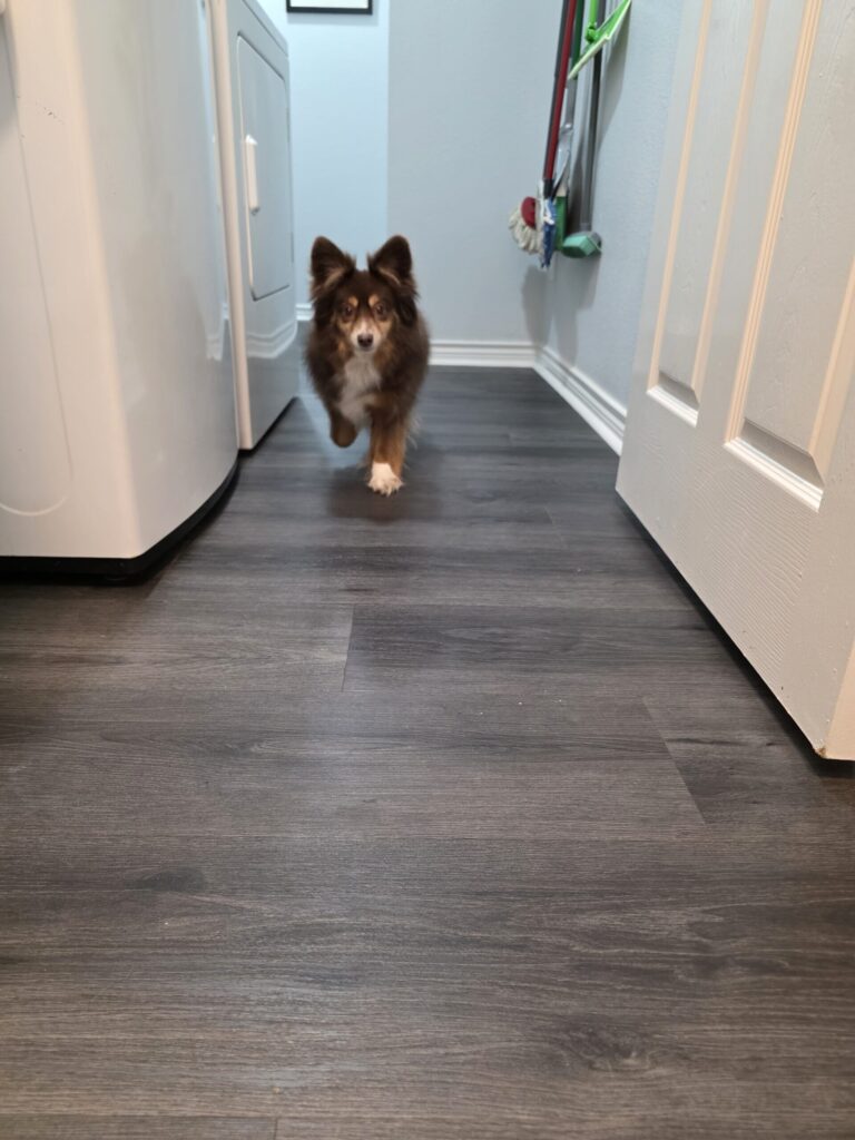 Pomsky enjoying overnight dog boarding with supervised play near Grapevine and Keller TX