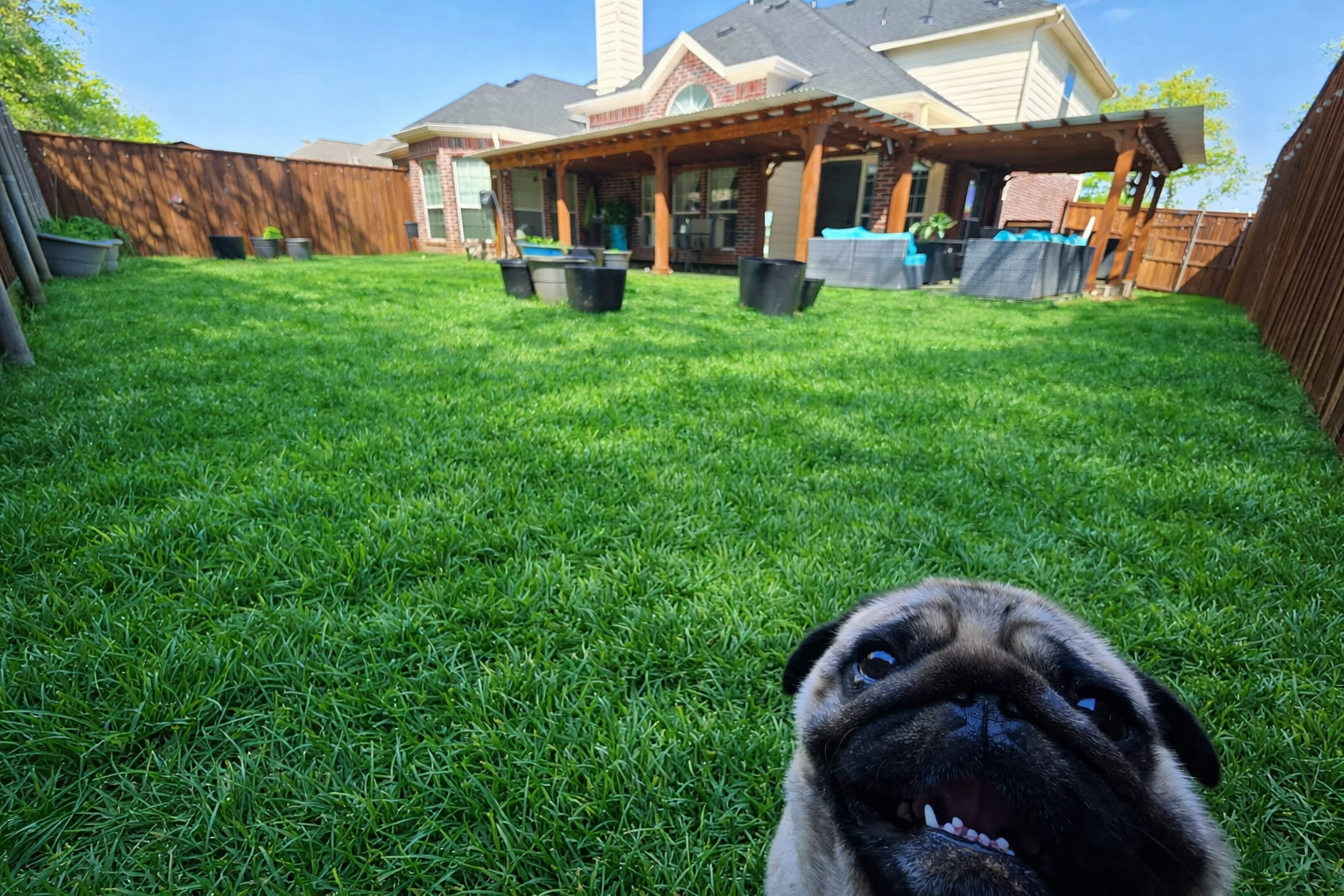 Safe fenced yard for supervised dog boarding play near Keller and Flower Mound Texas