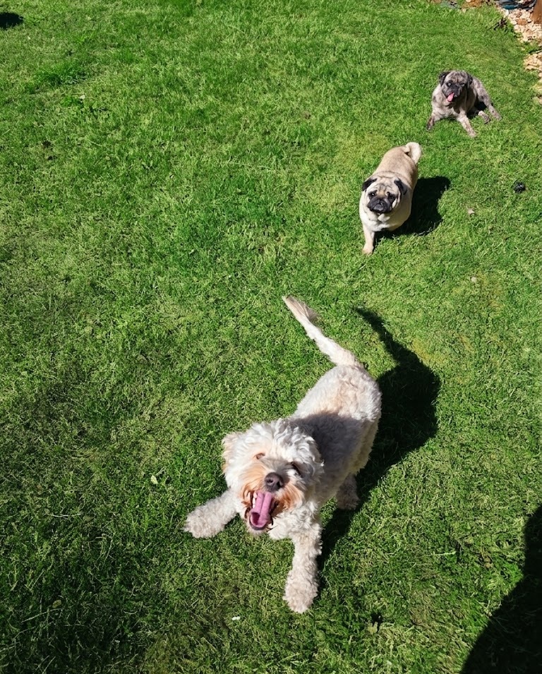 Trusted overnight dog boarding services near North Richland Hills and Keller TX