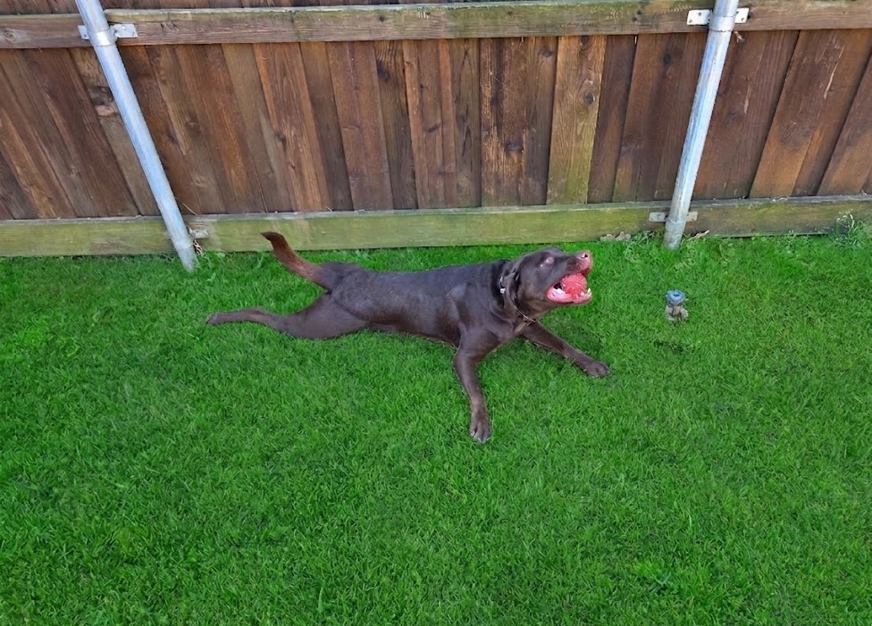 Cage-free dog boarding environment for small and medium dogs near Watauga Texas