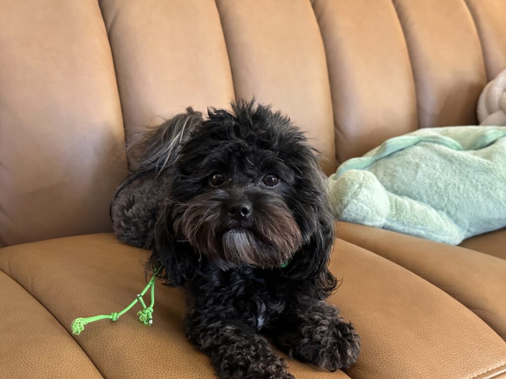 Boarding dog staying overnight in comfortable home-style environment near Flower Mound TX