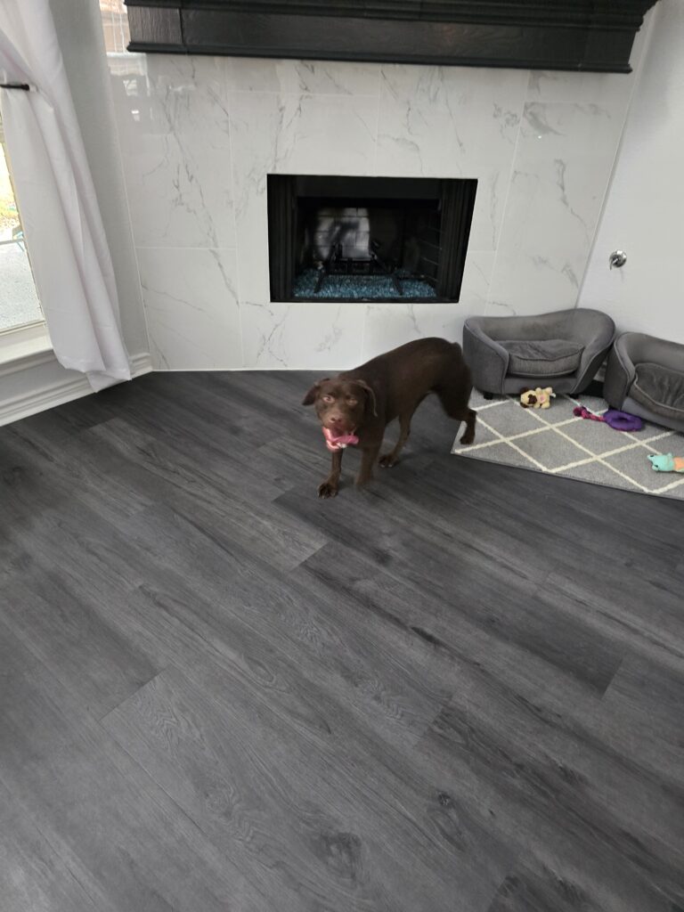 Chocolate Labrador enjoying supervised overnight dog boarding near Keller and North Fort Worth Texas