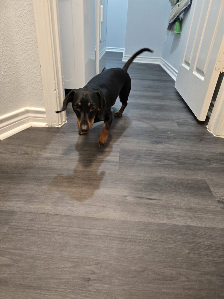 Dachshund Wiener dog enjoying overnight in-home boarding near Keller and North Richland Hills Texas