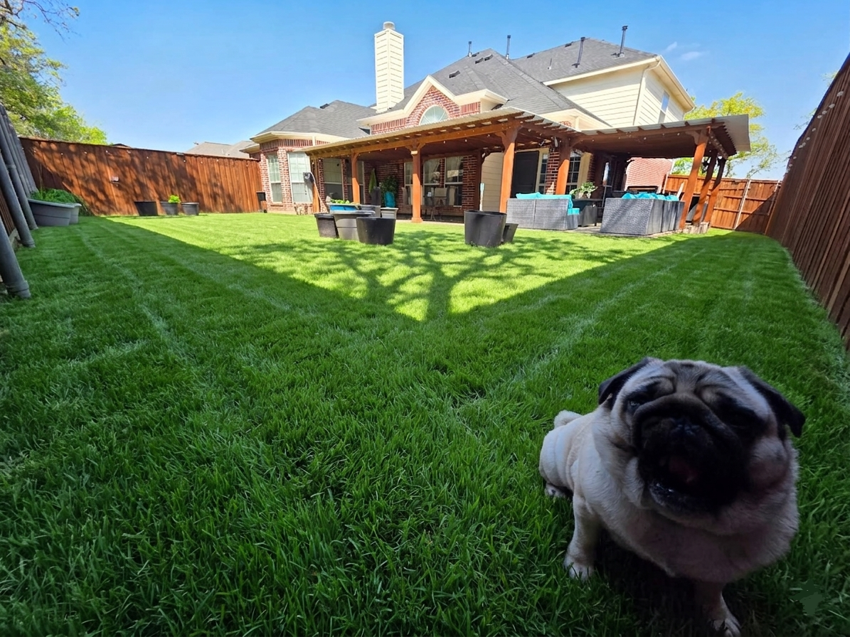 Safe fenced yard for supervised dog boarding play near Keller and North Fort Worth