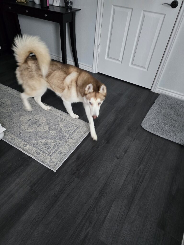 Husky enjoying supervised play and overnight in-home dog boarding near Southlake and Keller Texas