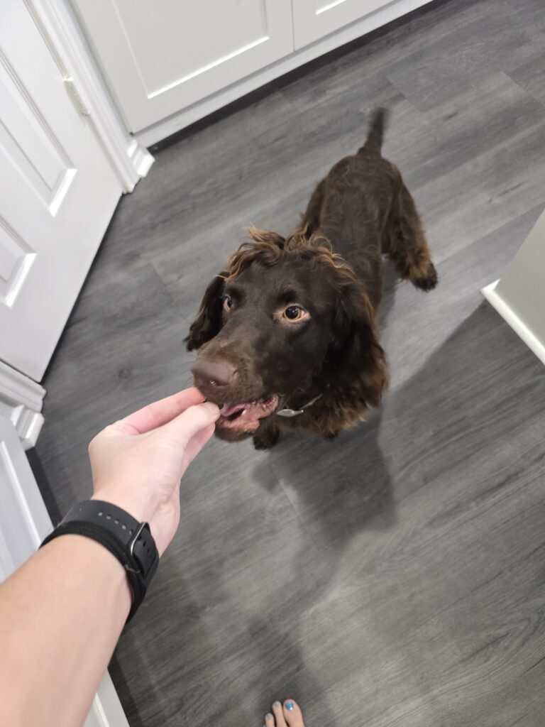 Boarding dog receiving treats and personalized care during overnight stay near Keller and North Fort Worth Texas