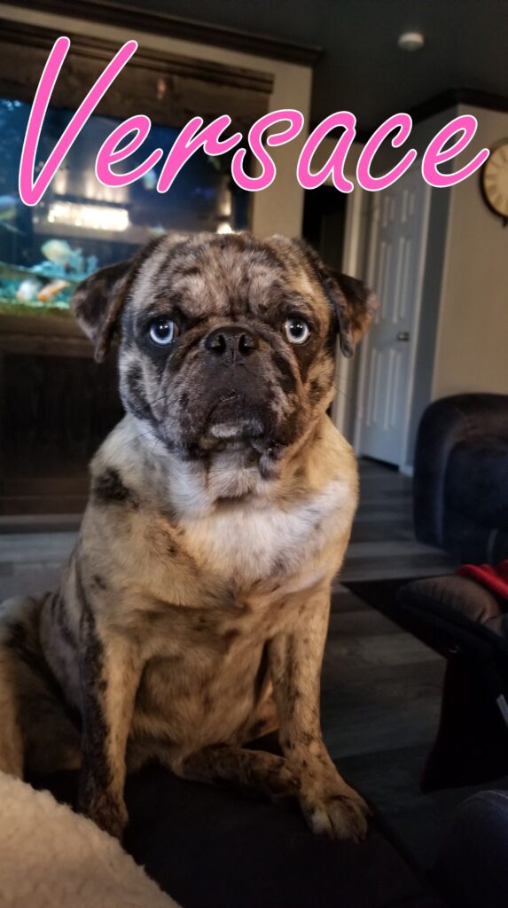 Versace the pug enjoying luxury overnight dog boarding near Keller and North Fort Worth Texas